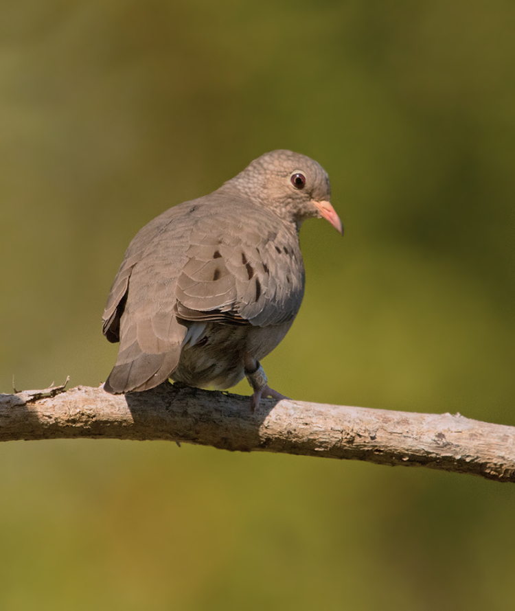 Common Ground dove Common Ground dove