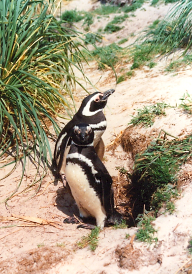 Magellanic Penguin - Spheniscus magellanicus