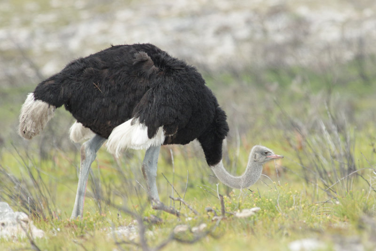 Ostritch Ostritch