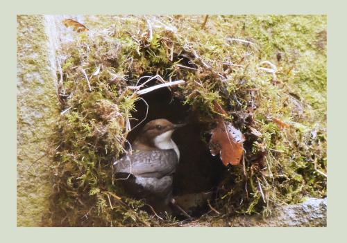 Dippers Nest Building Dippers Nest Building