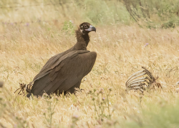 Black Vulture denoised