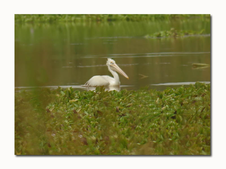 158472196.JyBxbfUK.Pelican