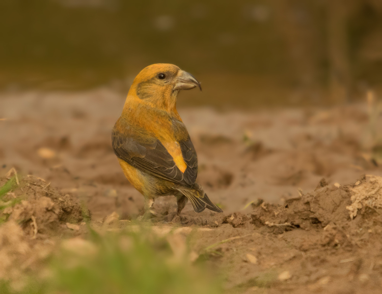 IMGP5984xbx IMGP5984xbx