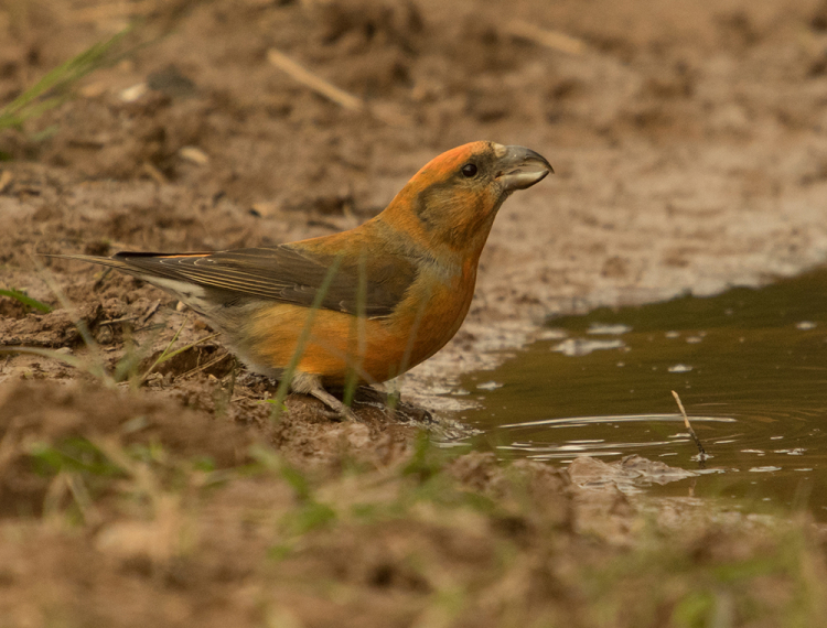 IMGP5937xa IMGP5937xa