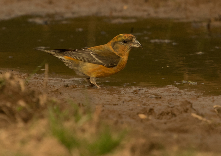 IMGP5971xa IMGP5971xa