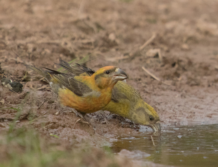 IMGP6051xa IMGP6051xa