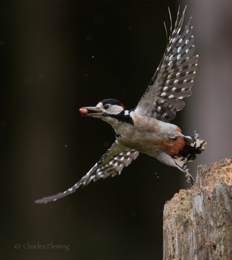 Male woodpecker in flight