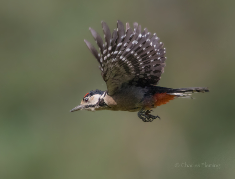 Woodpecker