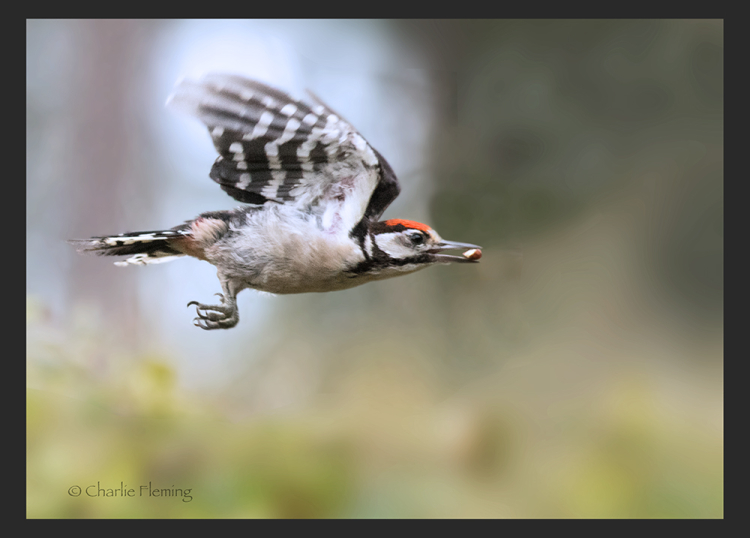 IMGP3977tp IMGP3977tp