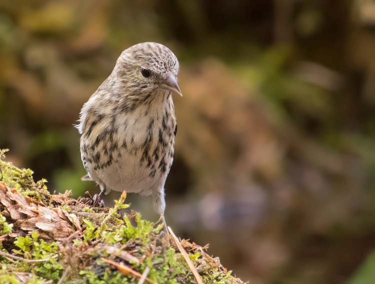 Siskin looking down