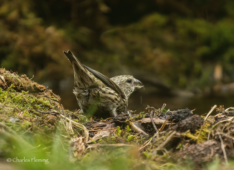 Crossbill BG Crossbill BG