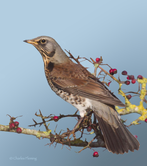 Fieldfare portrait