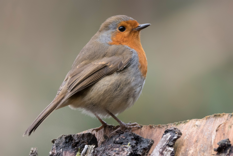 P1011387ab P1011387ab