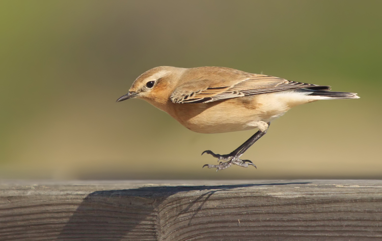 PANA6969xx PANA6969xx