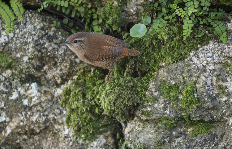 Eurasian wren (Troglodytes troglodytes) 