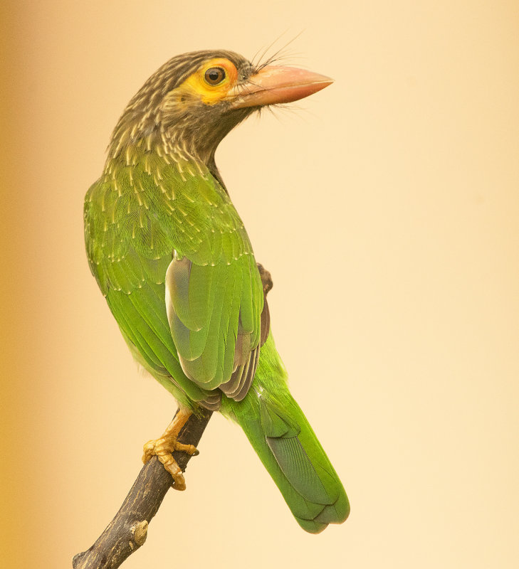 162038374.jgSNFwZR.162038374.F5Hu0k79