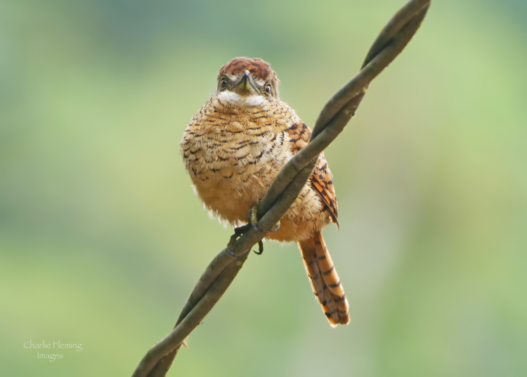 Barred Puffbird male.