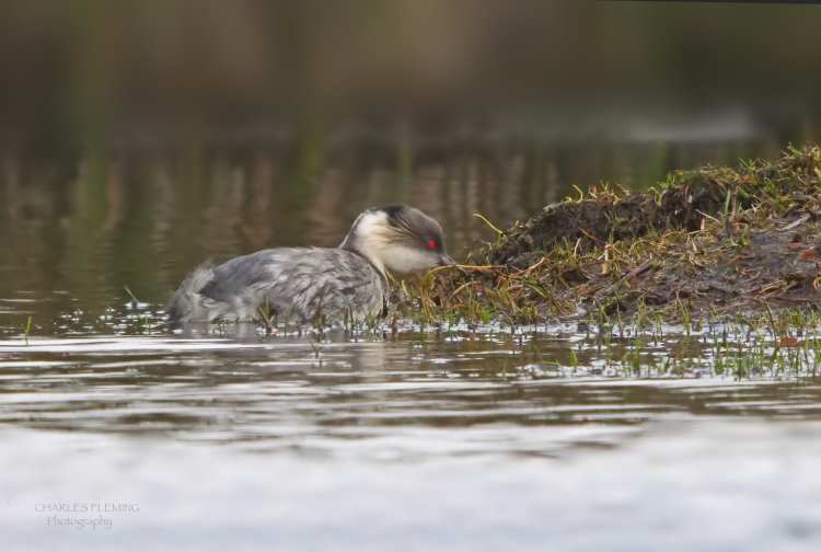 Silvery Grebe dn