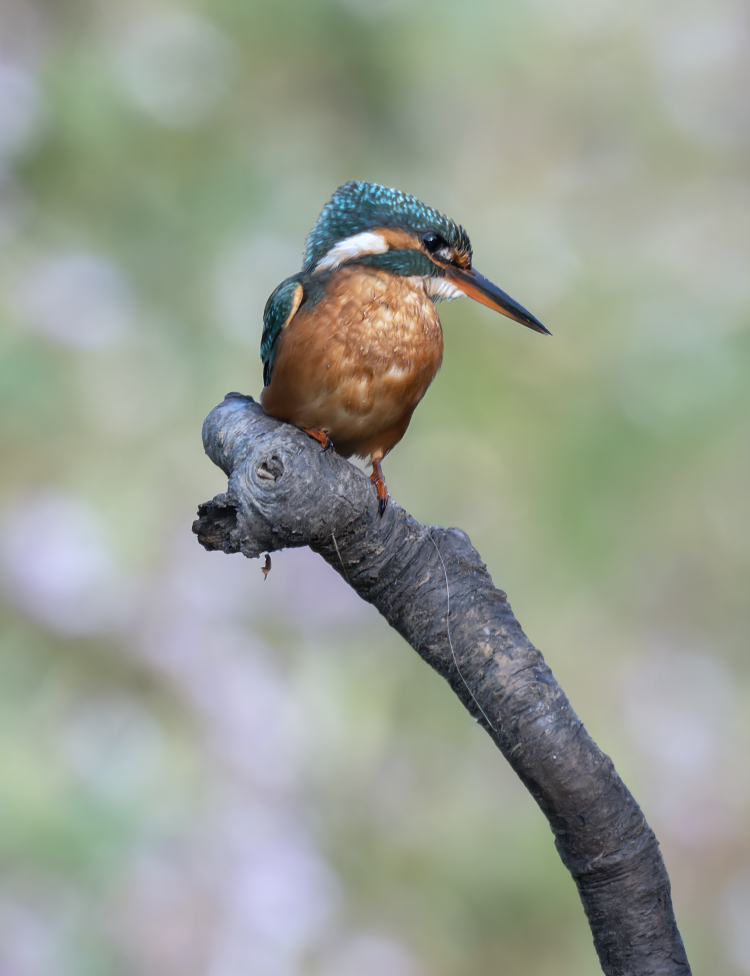 P8240390-ORF-20240824-DxO_DeepPRIME copy