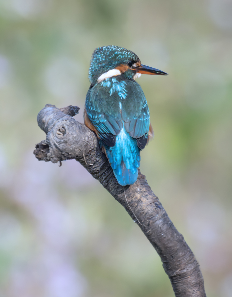 P8240406-ORF-20240824-DxO_DeepPRIME XD2 copy