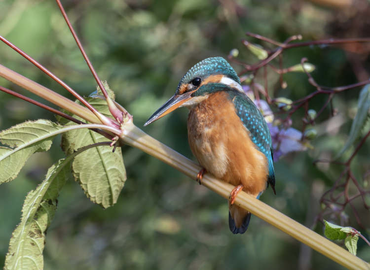 P8240451-ORF-20240824-DxO_DeepPRIME XD2 copy