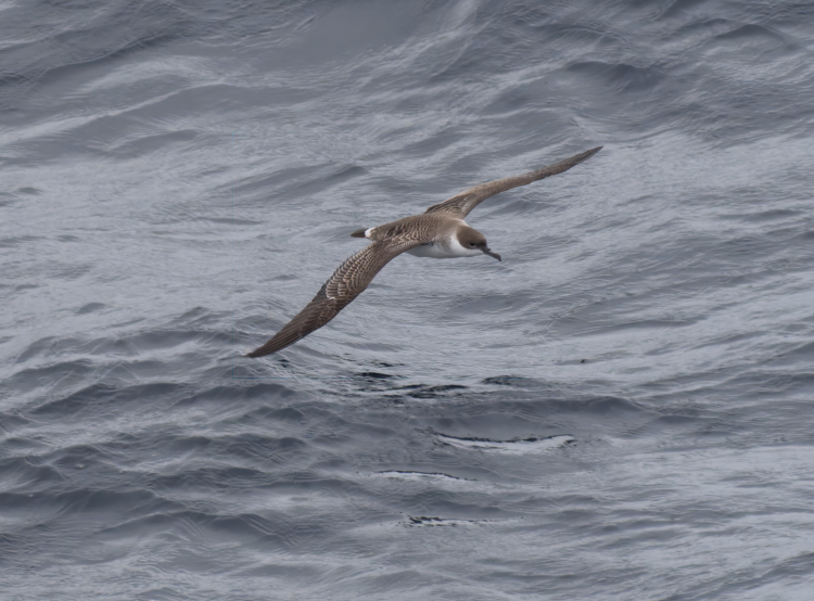 Great Shearwaterb Great Shearwaterb