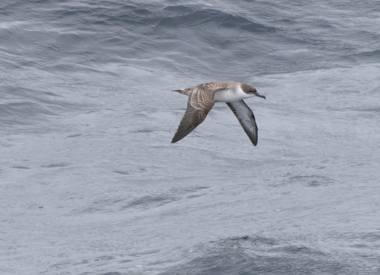 Greatshearx Greatshearx